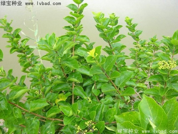 <a href='http:///yaocaizhongzi/2320.html' target='_blank'>黃荊種子</a>