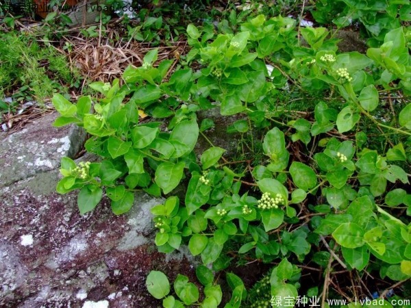 黃荊<a href='http:///' target='_blank'>種子</a>
