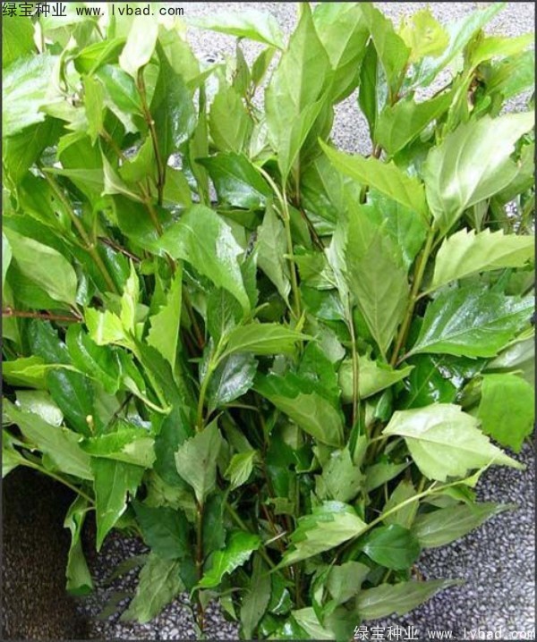 黃荊<a href='http:///' target='_blank'>種子</a>