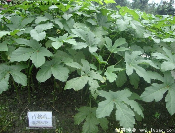 <a href='http:///yaocaizhongzi/2331.html' target='_blank'>黃秋葵種子</a>