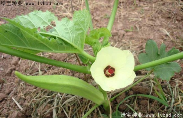<a href='http:///yaocaizhongzi/2331.html' target='_blank'>黃秋葵種子</a>