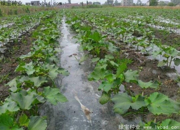 <a href='http:///yaocaizhongzi/2331.html' target='_blank'>黃秋葵</a><a href='http:///' target='_blank'>種子</a>