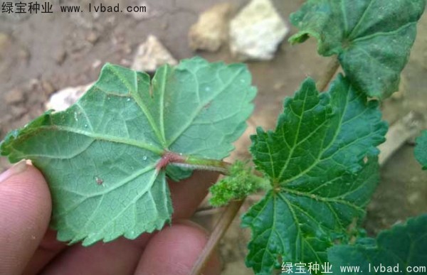 黃秋葵<a href='http:///' target='_blank'>種子</a>