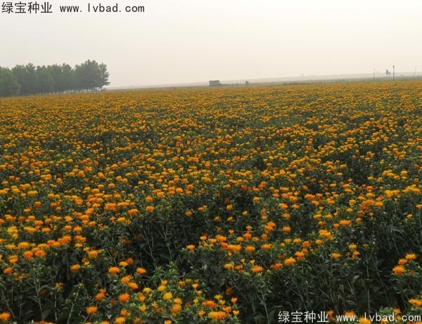 <a href='http:///yaocaizhongzi/2335.html' target='_blank'>紅花種子</a>
