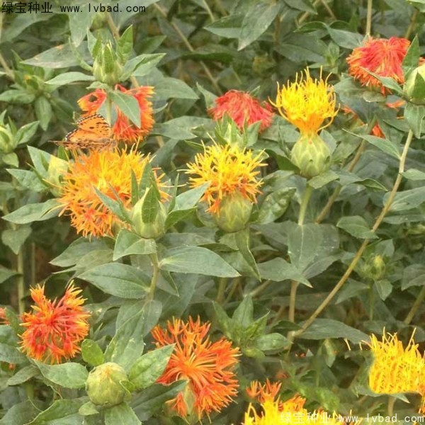 <a href='http:///yaocaizhongzi/2335.html' target='_blank'>紅花種子</a>