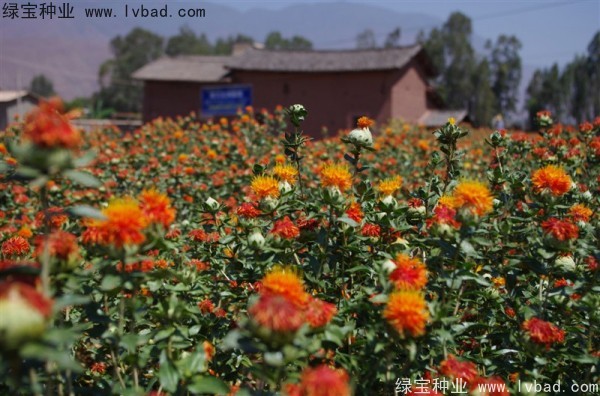 <a href='http:///yaocaizhongzi/2335.html' target='_blank'>紅花</a><a href='http:///' target='_blank'>種子</a>
