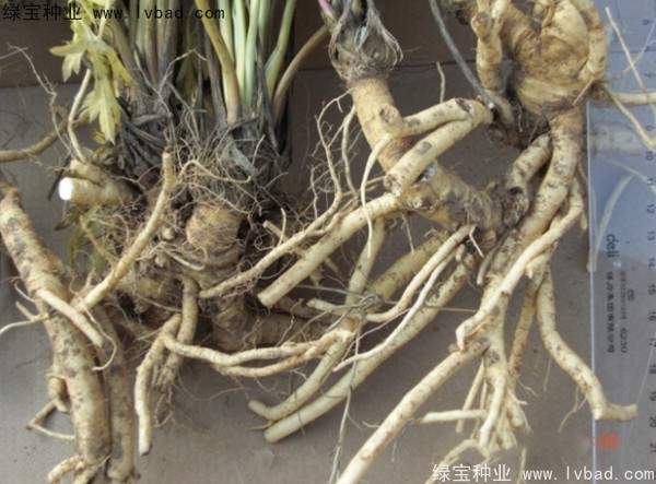 <a href='http:///yaocaizhongzi/2349.html' target='_blank'>防風(fēng)種子</a>