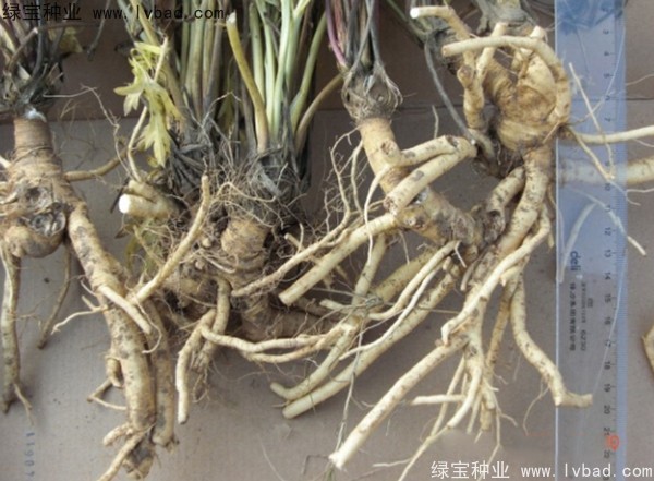 <a href='http:///yaocaizhongzi/2349.html' target='_blank'>防風(fēng)種子</a>