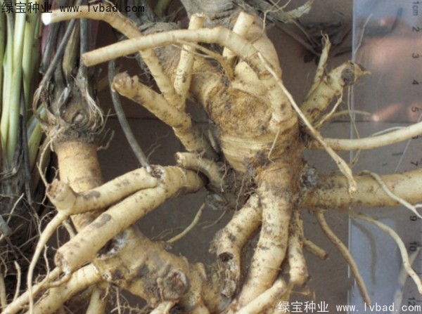防風(fēng)<a href='http:///' target='_blank'>種子</a>