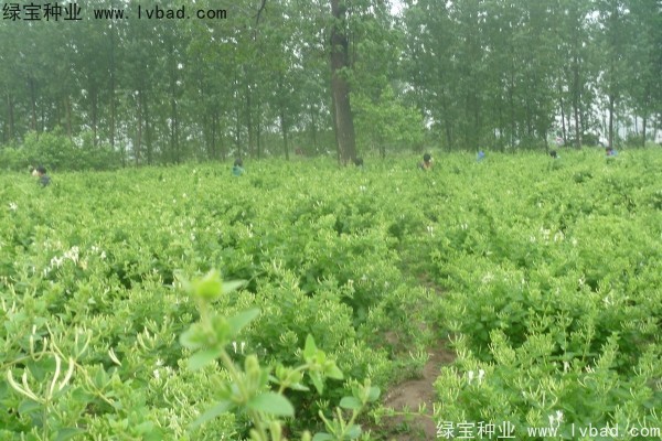 <a href='http:///yaocaizhongzi/2356.html' target='_blank'>金銀花</a><a href='http:///' target='_blank'>種子</a>