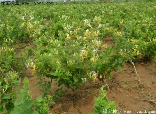<a href='http:///yaocaizhongzi/2356.html' target='_blank'>金銀花種子</a>