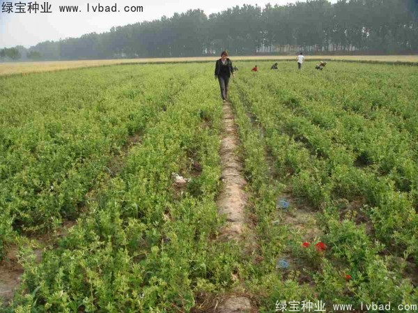 金銀花<a href='http:///' target='_blank'>種子</a>
