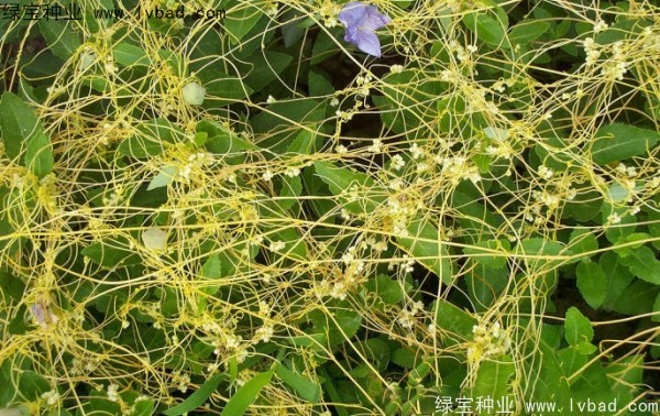 <a href='http:///yaocaizhongzi/2369.html' target='_blank'>菟絲子種子</a>