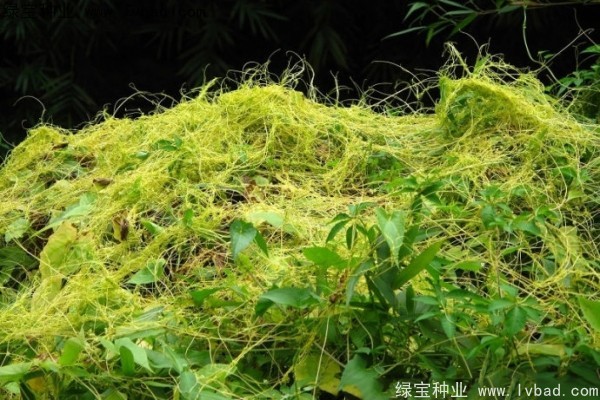 <a href='http:///yaocaizhongzi/2369.html' target='_blank'>菟絲子</a><a href='http:///' target='_blank'>種子</a>