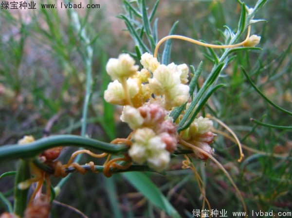 <a href='http:///yaocaizhongzi/2369.html' target='_blank'>菟絲子種子</a>