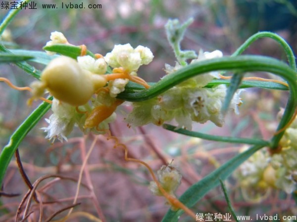 菟絲子<a href='http:///' target='_blank'>種子</a>