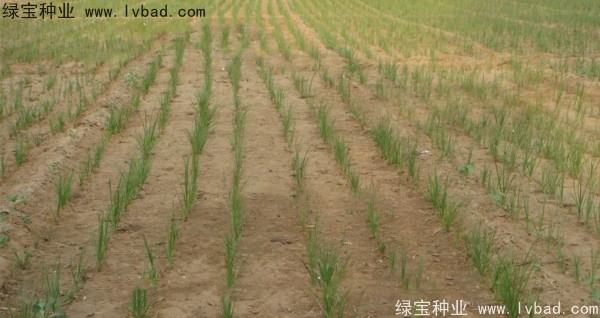<a href='http:///yaocaizhongzi/2371.html' target='_blank'>知母種子</a>