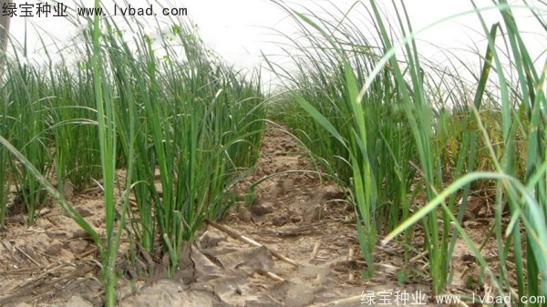 <a href='http:///yaocaizhongzi/2371.html' target='_blank'>知母種子</a>