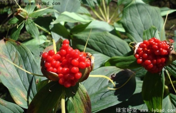 <a href='http:///yaocaizhongzi/2373.html' target='_blank'>重樓種子</a>