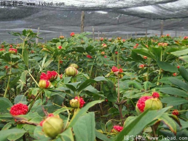 <a href='http:///yaocaizhongzi/2373.html' target='_blank'>重樓種子</a>