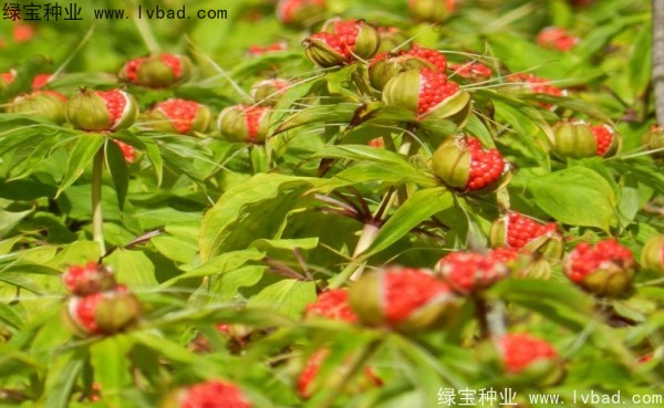 重樓<a href='http:///' target='_blank'>種子</a>