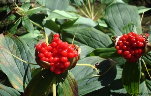 <a href='http:///yaocaizhongzi/2348.html' target='_blank'>獨角蓮種子</a>發(fā)芽出苗圖片