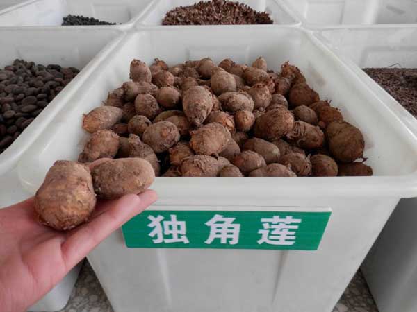 <a href='http:///yaocaizhongzi/2348.html' target='_blank'>獨角蓮</a>種球種根圖片