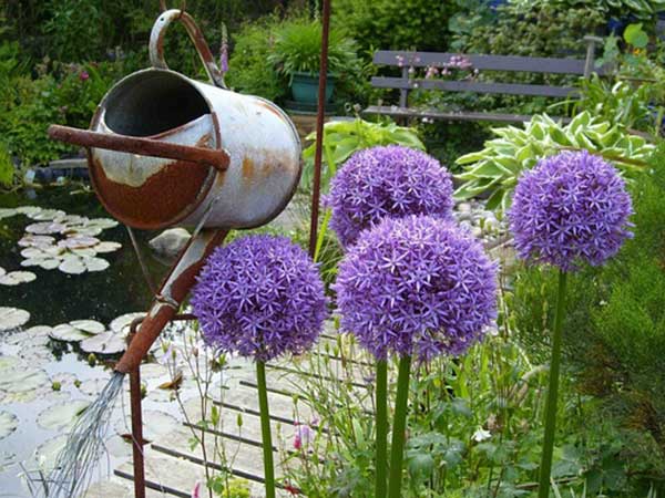 <a href='http:///caohuazhongzi/1039.html' target='_blank'>大花蔥種子</a>發(fā)芽出苗開花圖片