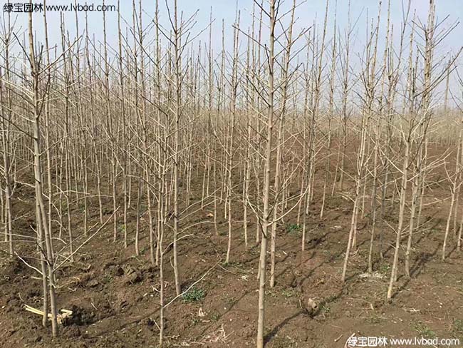 銀<a href='http:///guoshuzhongzi/2123.html' target='_blank'>杏樹</a>圖片種植基地
