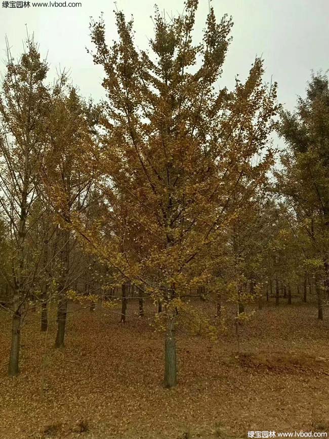 <a href='http:///linmuzhongzi/1778.html' target='_blank'>銀杏</a>樹圖片種植基地