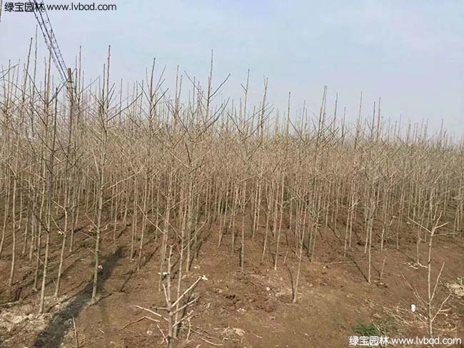 <a href='http:///linmuzhongzi/1778.html' target='_blank'>銀杏</a>樹圖片種植基地