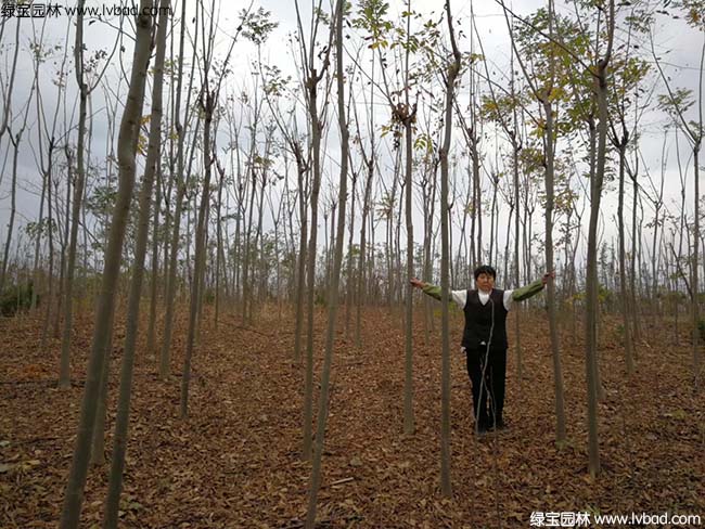 5公分6公分7公分8公分<a href='http:///linmuzhongzi/1710.html' target='_blank'>欒樹</a>種植基地