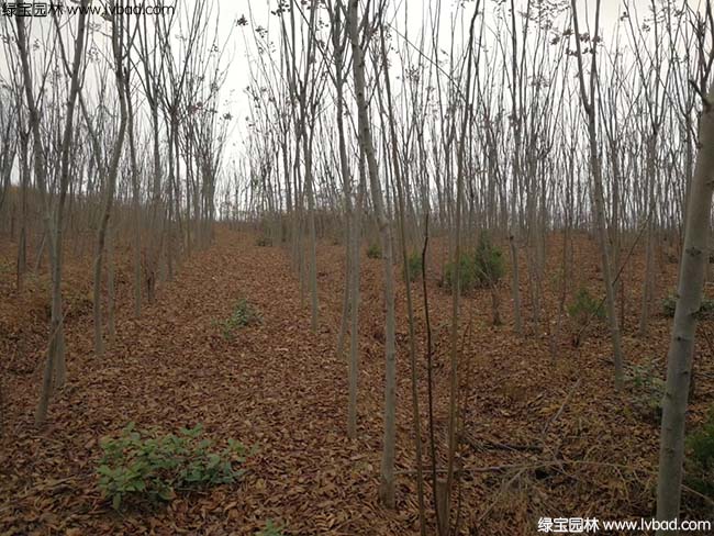 江蘇沭陽<a href='http:///linmuzhongzi/1745.html' target='_blank'>黃山欒樹</a>種植基地