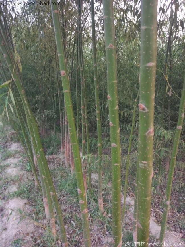 垂柳圖片