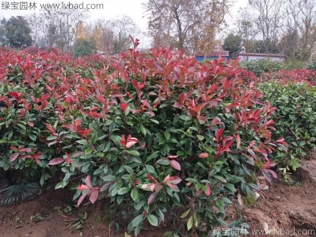 <a href='http:///linmuzhongzi/1747.html' target='_blank'>紅葉石楠</a>球