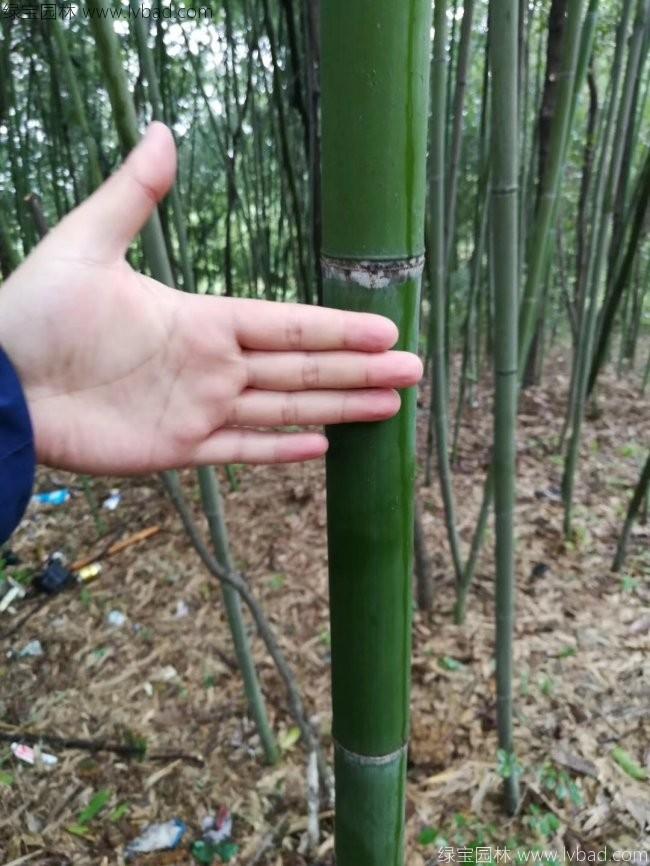 <a href='http:///linmuzhongzi/2256.html' target='_blank'>楠竹</a>