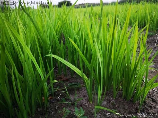 水<a href='http:///caohuazhongzi/1029.html' target='_blank'>菖蒲</a>