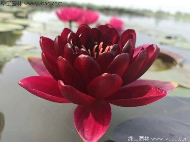 <a href='http:///shuishengshuicao/3439.html' target='_blank'>荷花種苗</a>