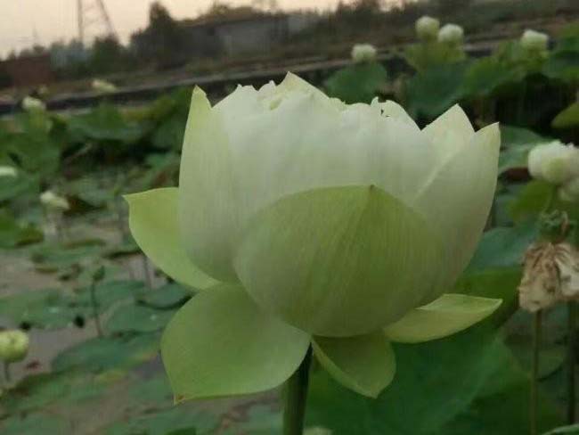 <a href='http:///shuishengshuicao/5941.html' target='_blank'>蓮藕苗</a>