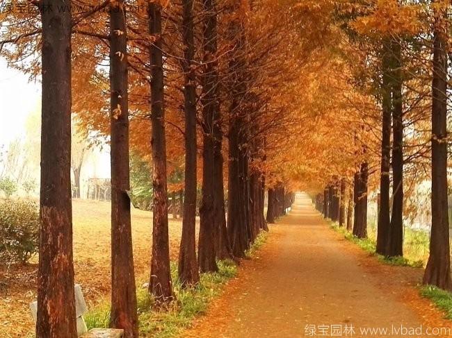 水杉樹