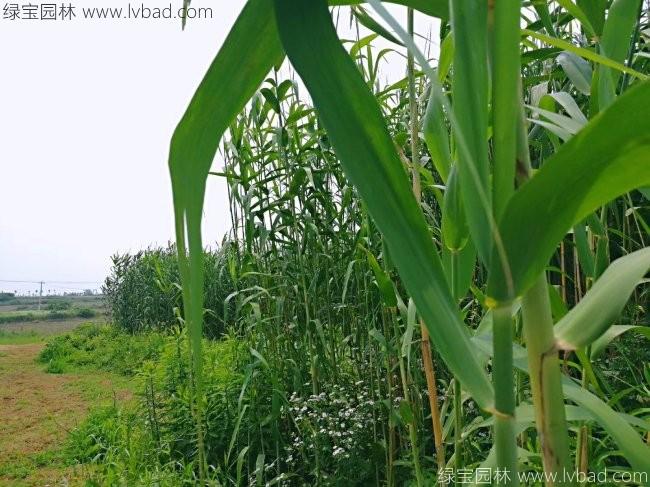 <a href='http:///shuicaozhongzi/1587.html' target='_blank'>蘆葦</a>