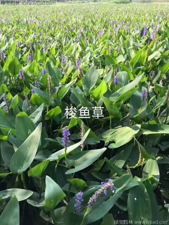 梭魚草