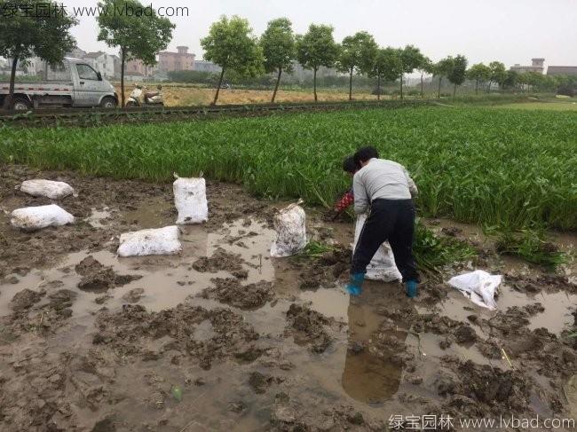 梭魚草