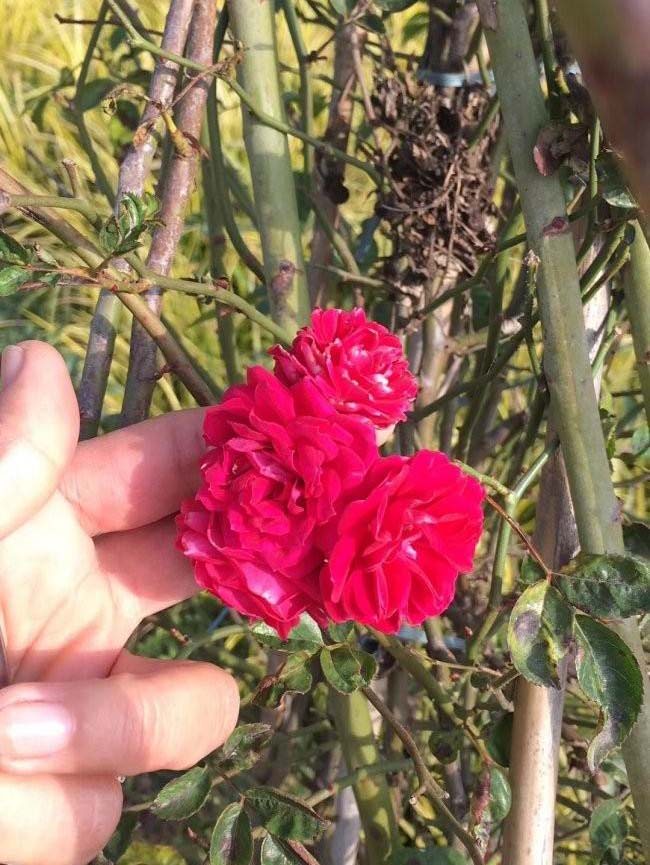 <a href='http:///linmuzhongzi/1702.html' target='_blank'>薔薇</a>花