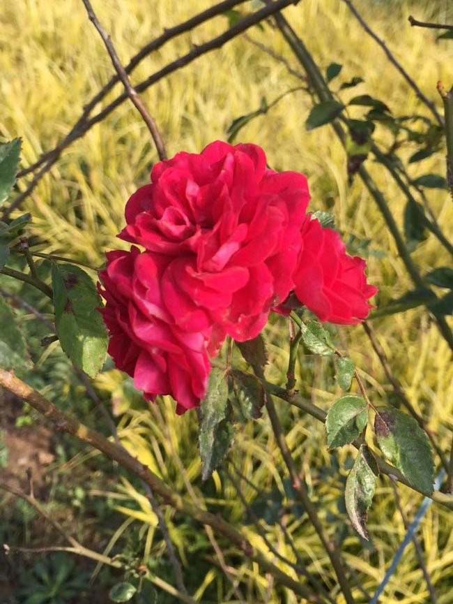 <a href='http:///tengbenpanyuanzhiwu/3421.html' target='_blank'>薔薇花</a>