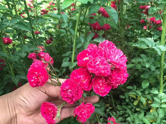 <a href='http:///linmuzhongzi/1702.html' target='_blank'>薔薇</a>花