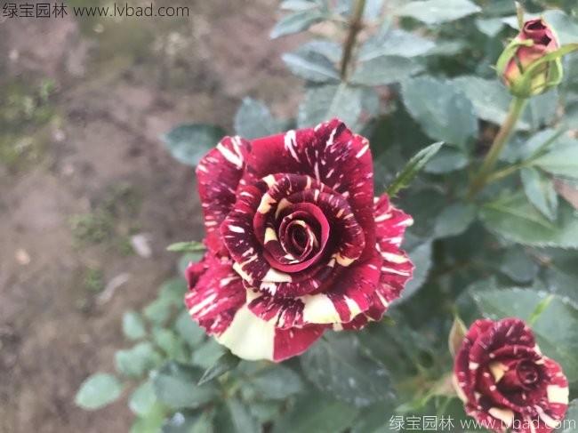 歐月<a href='http:///linmuzhongzi/1700.html' target='_blank'>月季花</a>苗