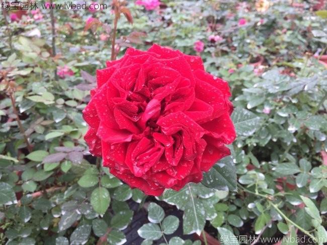 歐月<a href='http:///linmuzhongzi/1700.html' target='_blank'>月季花</a>苗