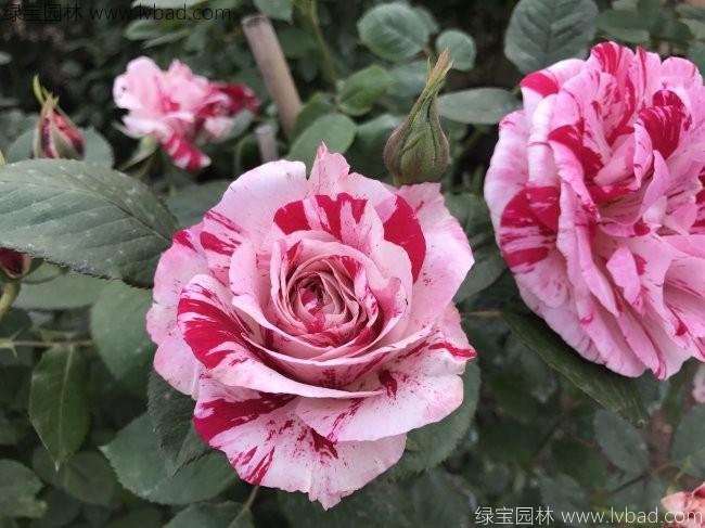 歐月<a href='http:///tengbenpanyuanzhiwu/3570.html' target='_blank'>月季</a>花苗