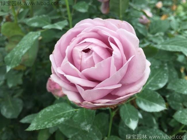 <a href='http:///linmuzhongzi/1700.html' target='_blank'>月季花</a>